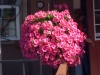 new_flowers_1