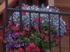 new_flowers_2