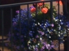 new_flowers_3
